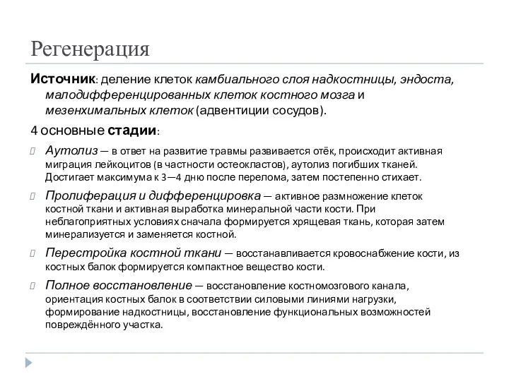 Регенерация Источник: деление клеток камбиального слоя надкостницы, эндоста, малодифференцированных клеток