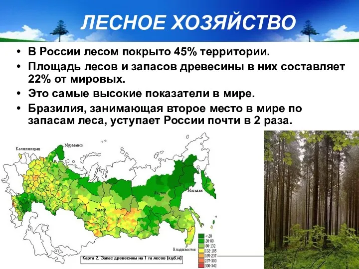ЛЕСНОЕ ХОЗЯЙСТВО В России лесом покрыто 45% территории. Площадь лесов и запасов древесины
