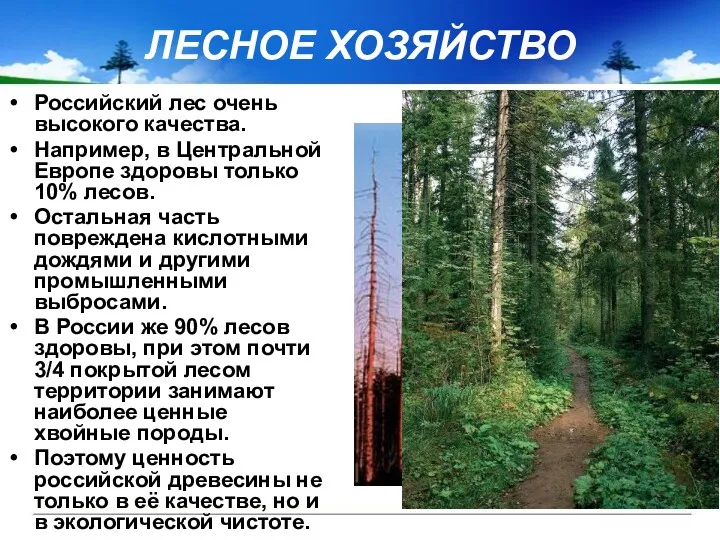 ЛЕСНОЕ ХОЗЯЙСТВО Российский лес очень высокого качества. Например, в Центральной Европе здоровы только