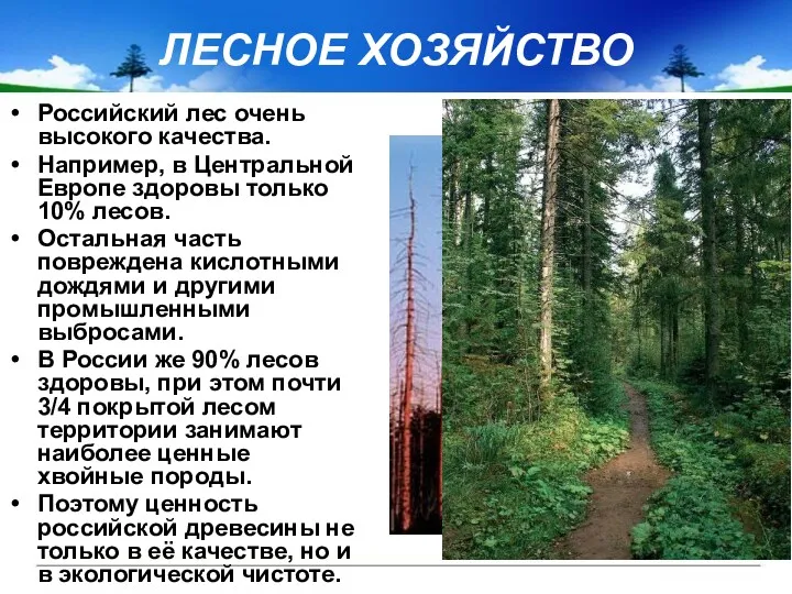 ЛЕСНОЕ ХОЗЯЙСТВО Российский лес очень высокого качества. Например, в Центральной