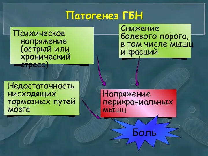 Патогенез ГБН Психическое напряжение(острый или хронический стресс) Недостаточность нисходящих тормозных