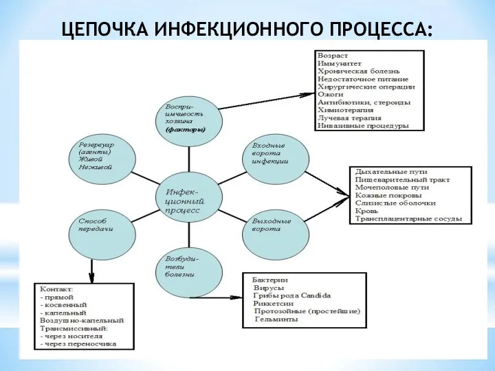 ЦЕПОЧКА ИНФЕКЦИОННОГО ПРОЦЕССА: