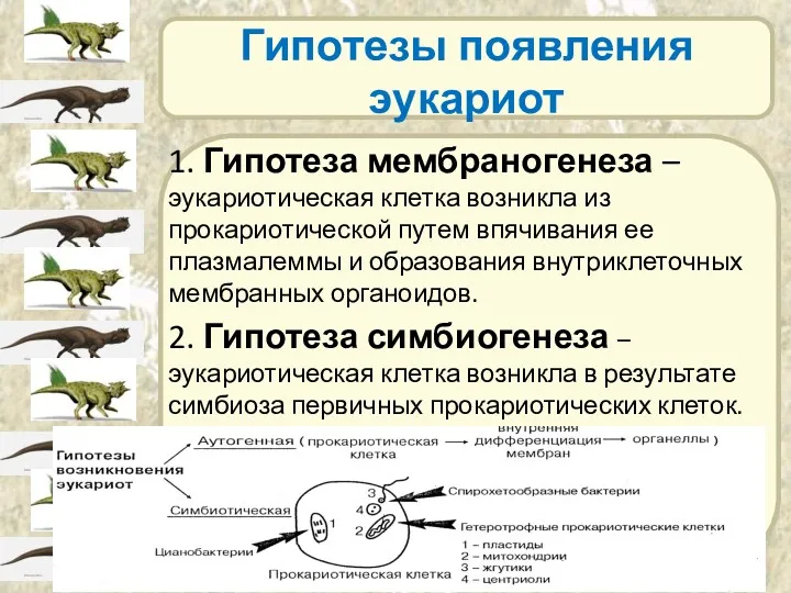 Гипотезы появления эукариот 1. Гипотеза мембраногенеза – эукариотическая клетка возникла