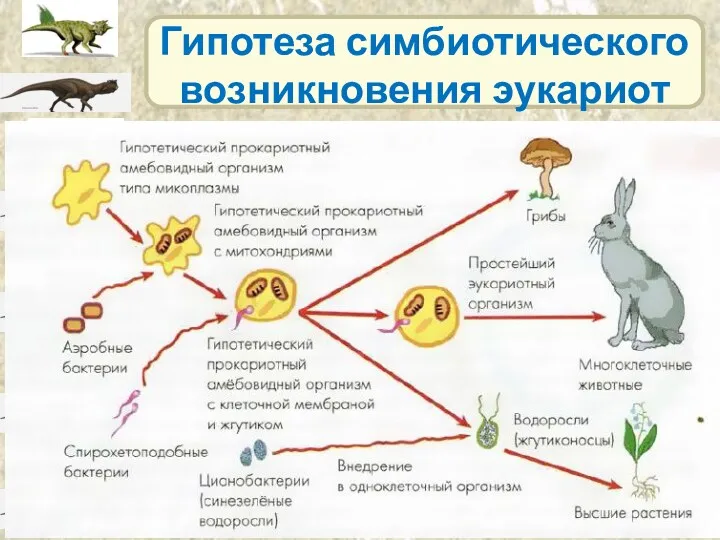 Гипотеза симбиотического возникновения эукариот