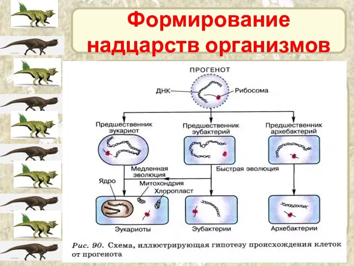 Формирование надцарств организмов