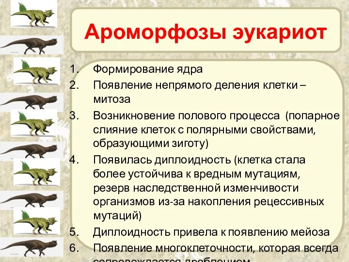 Ароморфозы эукариот Формирование ядра Появление непрямого деления клетки – митоза