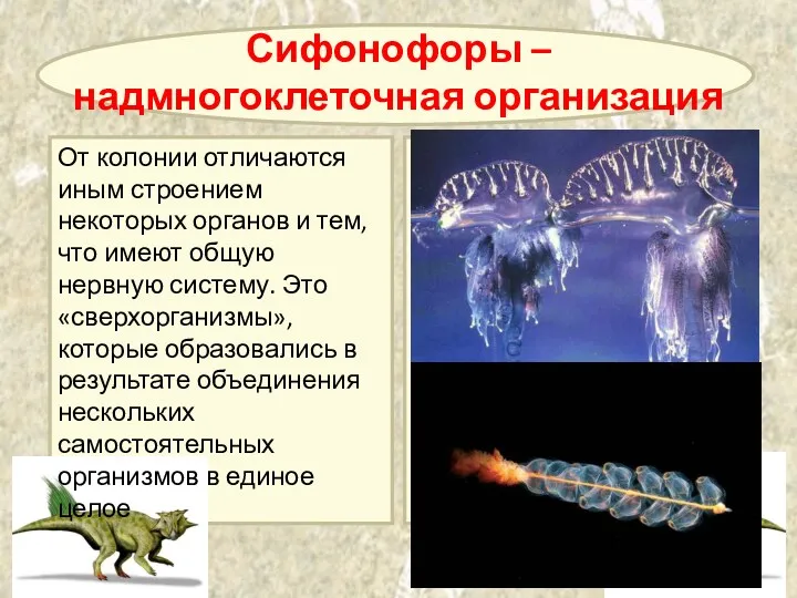 От колонии отличаются иным строением некоторых органов и тем, что