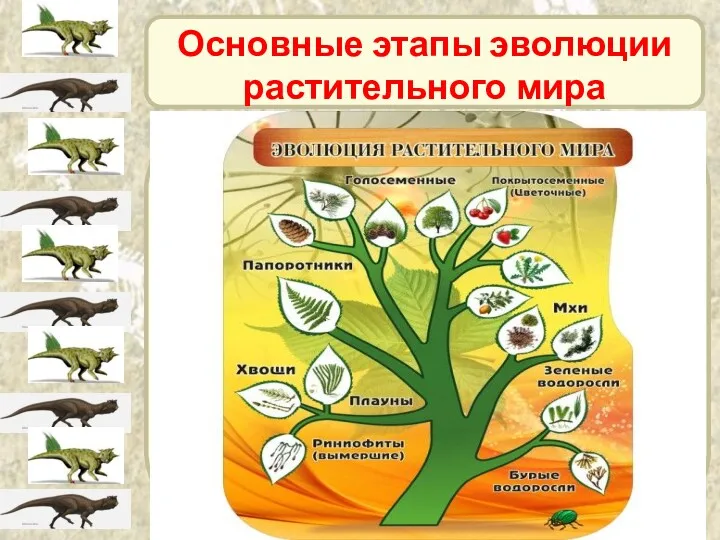 Основные этапы эволюции растительного мира