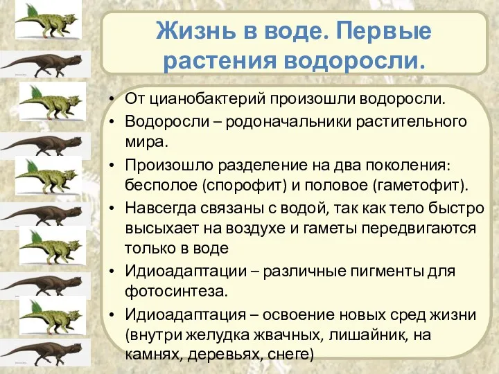 Жизнь в воде. Первые растения водоросли. От цианобактерий произошли водоросли.