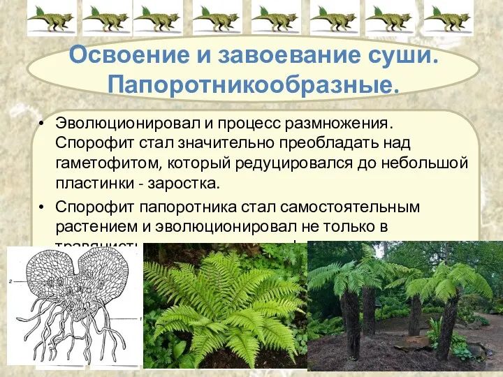 Освоение и завоевание суши. Папоротникообразные. Эволюционировал и процесс размножения. Спорофит