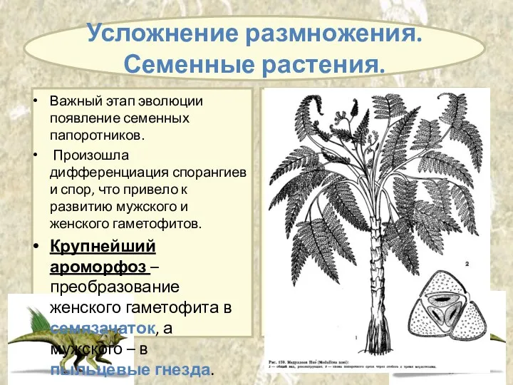 Важный этап эволюции появление семенных папоротников. Произошла дифференциация спорангиев и