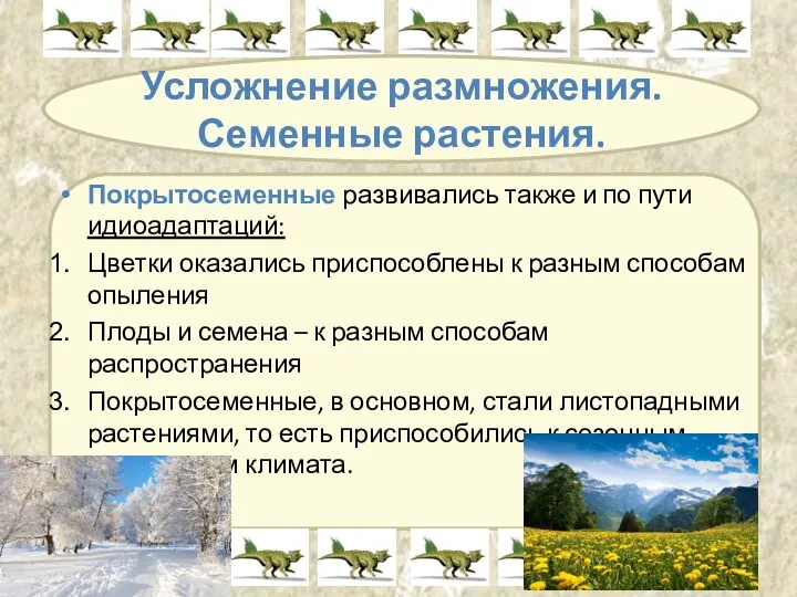 Усложнение размножения. Семенные растения. Покрытосеменные развивались также и по пути