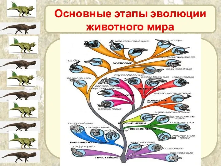 Основные этапы эволюции животного мира