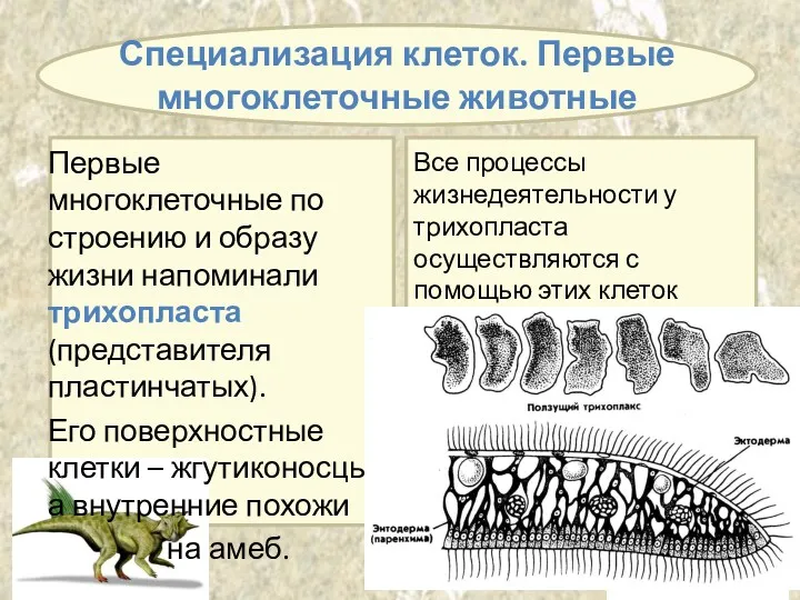 Первые многоклеточные по строению и образу жизни напоминали трихопласта (представителя