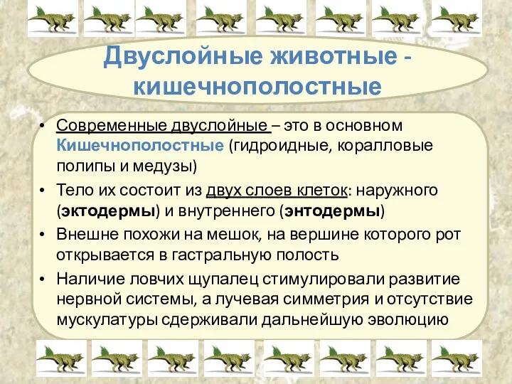 Двуслойные животные - кишечнополостные Современные двуслойные – это в основном