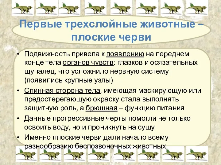 Первые трехслойные животные – плоские черви Подвижность привела к появлению