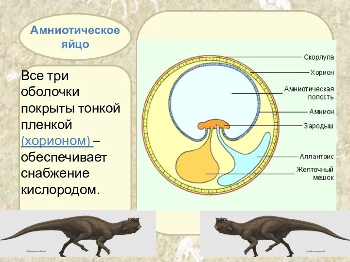 Амниотическое яйцо Все три оболочки покрыты тонкой пленкой (хорионом) – обеспечивает снабжение кислородом.