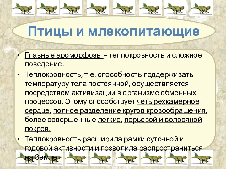 Птицы и млекопитающие Главные ароморфозы – теплокровность и сложное поведение.