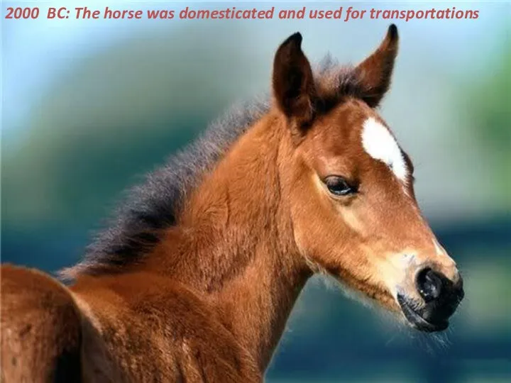 2000 BC: The horse was domesticated and used for transportations
