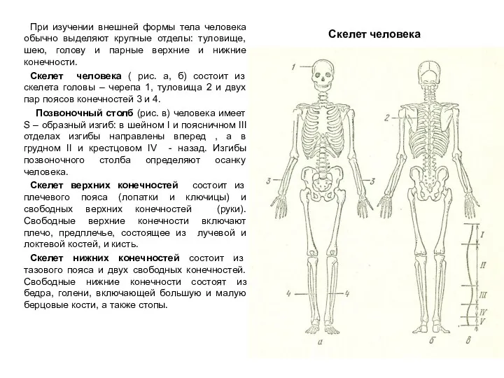 Скелет человека При изучении внешней формы тела человека обычно выделяют крупные отделы: туловище,