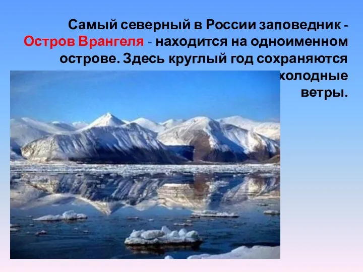 Самый северный в России заповедник - Остров Врангеля - находится