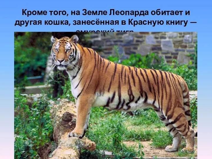 Кроме того, на Земле Леопарда обитает и другая кошка, занесённая в Красную книгу — амурский тигр.