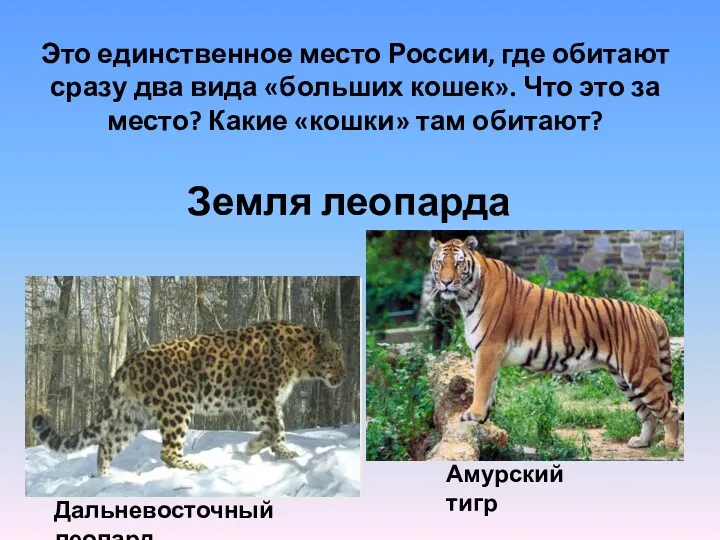 Это единственное место России, где обитают сразу два вида «больших