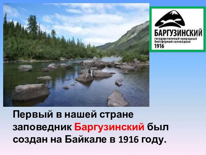 Первый в нашей стране заповедник Баргузинский был создан на Байкале в 1916 году.