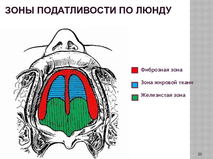 ЗОНЫ ПОДАТЛИВОСТИ ПО ЛЮНДУ Фиброзная зона Зона жировой ткани Железистая зона