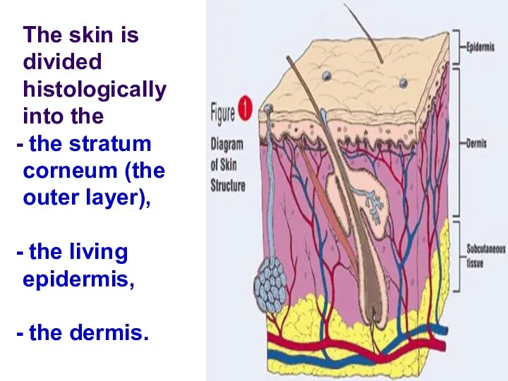 The skin is divided histologically into the the stratum corneum
