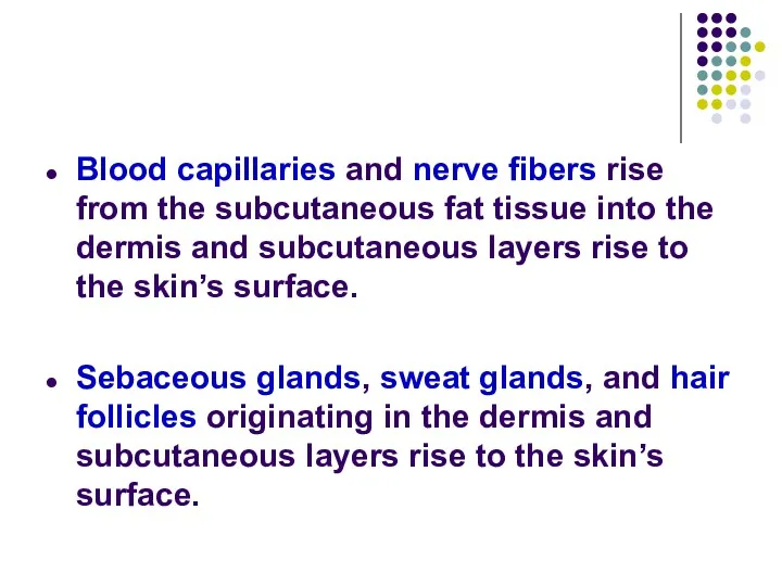Blood capillaries and nerve fibers rise from the subcutaneous fat