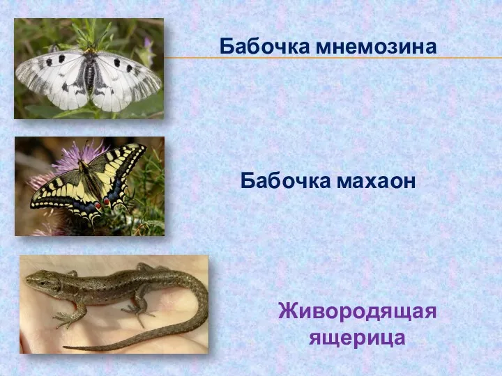 Бабочка мнемозина Бабочка махаон Живородящая ящерица