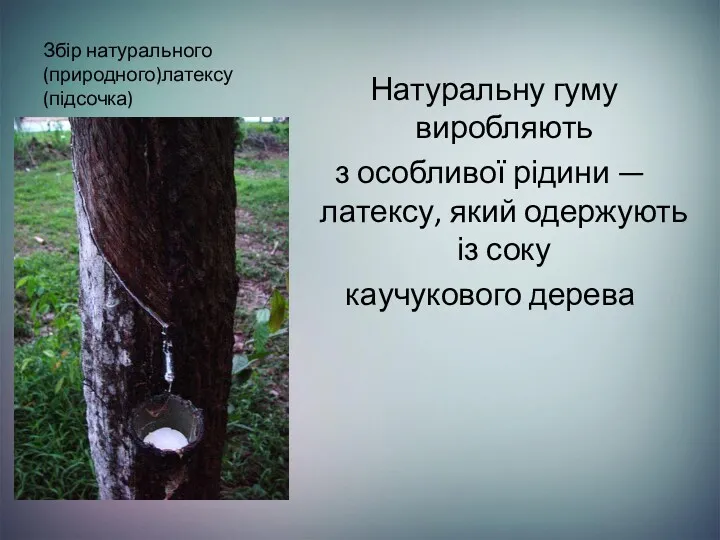 Збір натурального (природного)латексу (підсочка) Натуральну гуму виробляють з особливої рідини