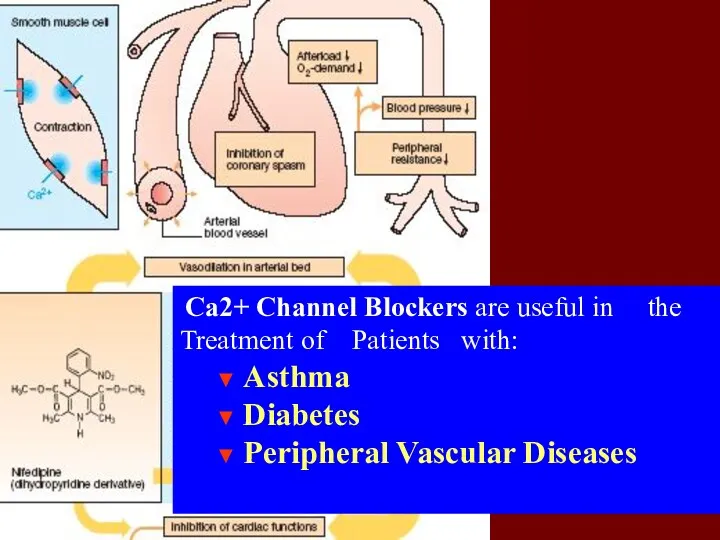 Ca2+ Channel Blockers are useful in the Treatment of Patients with: ▼ Asthma