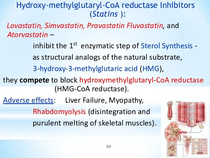 Hydroxy-methylglutaryl-CoA reductase Inhibitors (Statins ): Lovastatin, Simvastatin, Pravastatin Fluvastatin, and Atorvastatin – inhibit