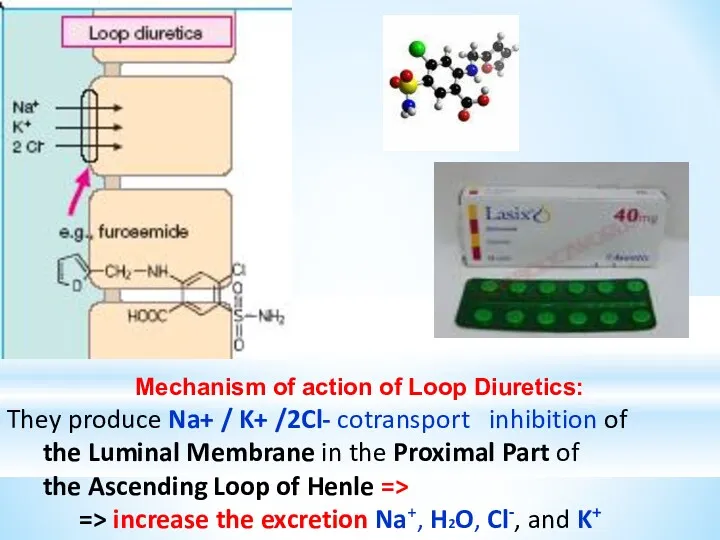 Mechanism of action of Loop Diuretics: They produce Na+ / K+ /2Cl- cotransport