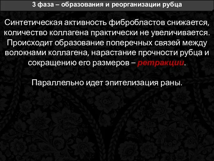 3 фаза – образования и реорганизации рубца Синтетическая активность фибробластов