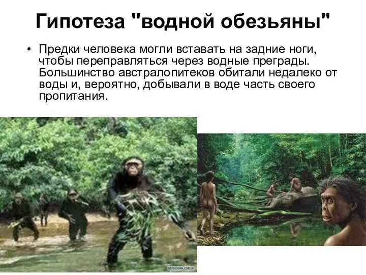 Гипотеза "водной обезьяны" Предки человека могли вставать на задние ноги,