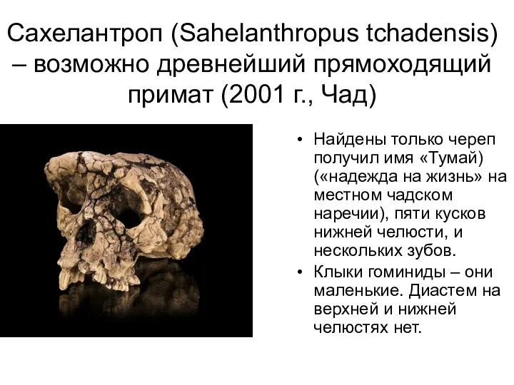 Сахелантроп (Sahelanthropus tchadensis) – возможно древнейший прямоходящий примат (2001 г.,