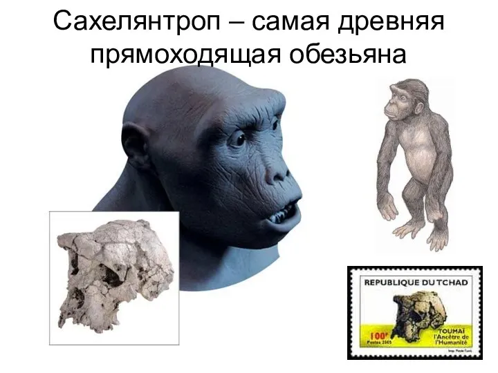 Сахелянтроп – самая древняя прямоходящая обезьяна