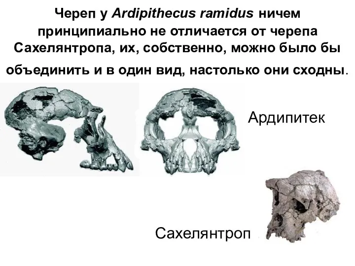 Череп у Ardipithecus ramidus ничем принципиально не отличается от черепа