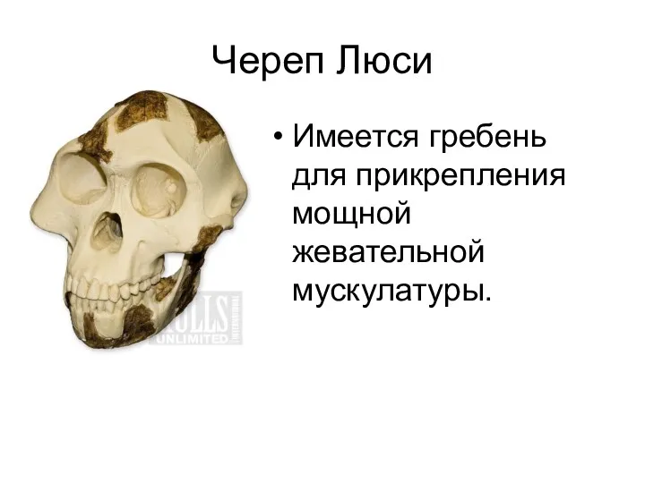 Череп Люси Имеется гребень для прикрепления мощной жевательной мускулатуры.