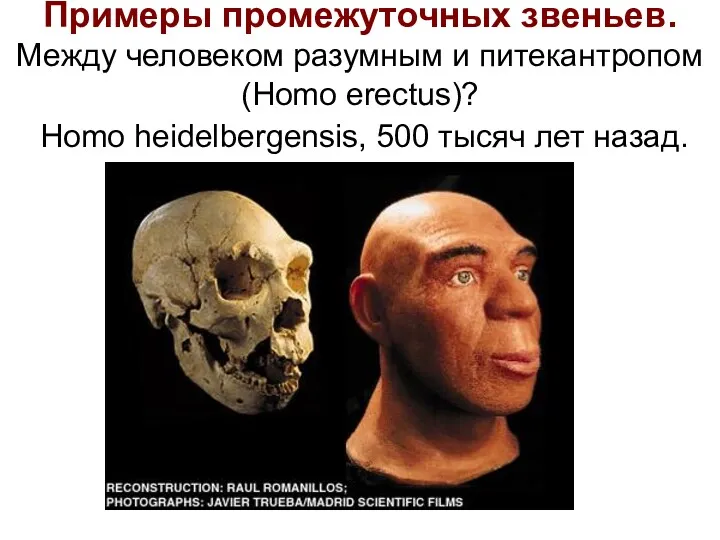 Примеры промежуточных звеньев. Между человеком разумным и питекантропом (Homo erectus)? Homo heidelbergensis, 500 тысяч лет назад.