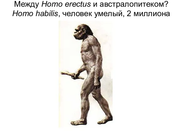 Между Homo erectus и австралопитеком? Homo habilis, человек умелый, 2 миллиона лет назад.