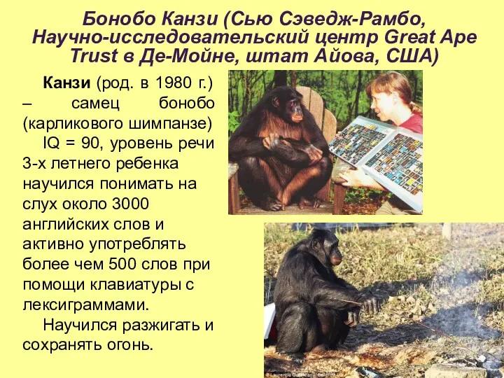 Бонобо Канзи (Сью Сэведж-Рамбо, Научно-исследовательский центр Great Ape Trust в