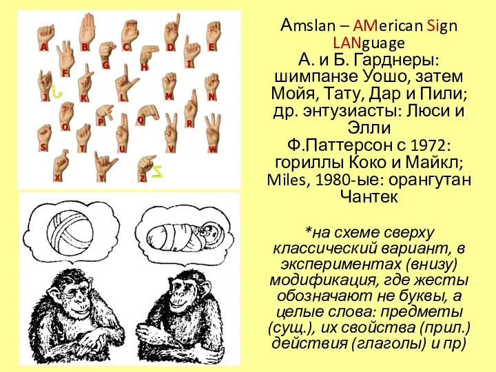 Аmslan – AMerican Sign LANguage А. и Б. Гарднеры: шимпанзе