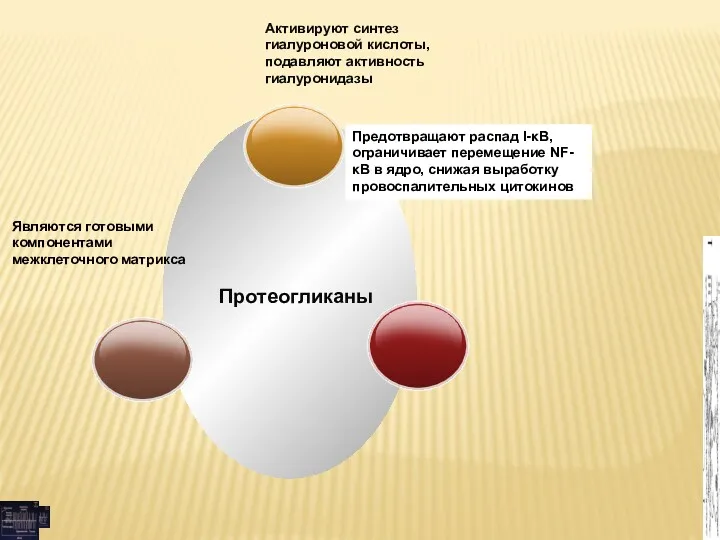 Протеогликаны Активируют синтез гиалуроновой кислоты, подавляют активность гиалуронидазы Предотвращают распад I-κB, ограничивает перемещение