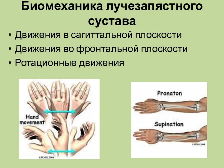 Биомеханика лучезапястного сустава Движения в сагиттальной плоскости Движения во фронтальной плоскости Ротационные движения