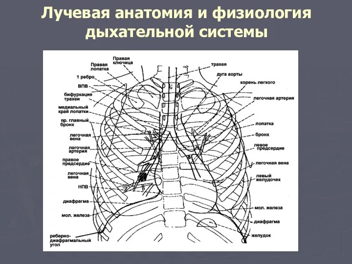 Лучевая анатомия и физиология дыхательной системы