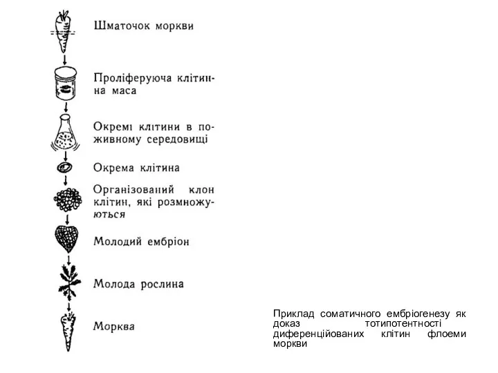 Приклад соматичного ембріогенезу як доказ тотипотентності диференційованих клітин флоеми моркви